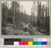 Redwood. Hammond River Company track through selective logging area of 1936. Van Duzen River. After slash fire. Photo 2/26/37. E. F