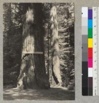 The "General Armstrong" redwood in Armstrong Woods near Guerneville, California. 6-3-38. E.F