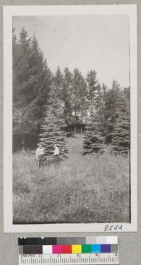 Blue spruce, Norway spruce, Stocts pine (rear) at the campus arboretum planting, Moscow, Idaho. Vernon Burlison and Robert Walkley of the University of Idaho. Sept. 1950. Metcalf