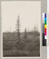 Black spruce in a Minnesota swamp reproducing by layering