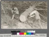 Cutting samples from Coulter Pine on campus. October 1920