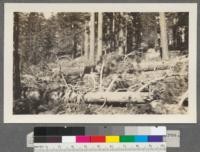 Tiimber felled on private land near Sale area. Sierra Nevada Wood & Lumber Company. Tahoe National Forest. 1914