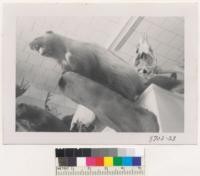 Wolverine Big game display at Bighorn Caf,̌ Rio Vista, California. Collection of W. Foster. Sept. 1953. Metcalf