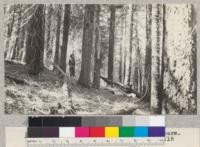 White Fir. Canyon Creek #4. Site 60' at 50 years. Volume 79,4000 board measure per acre. Age 118 years. Schumacher, 1925