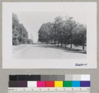 Ulmus parvifolia (rt. Foreground); Ulmas pumila (rt. background); Aleppo pines (left) - Street in Davis. July 1952. Metcalf