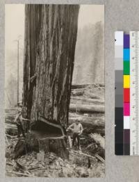 Redwood Utilization Study. Tree #803 showing the undercut and the chopping crew, Henry Barnes to the left and Leo Foster to the right. Note use of staging and note also the high heap of chips just below the undercut. E.F. August, 1928