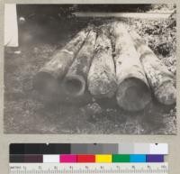 Test pole of Douglas fir treated prior to cutting with Gordon salts. Poles set in 1928 near Navarro; pulled and examined October 13, 1935 in presence of Drs. Sampson, Gordon, Randall and Kofoid and E. Fritz. From left to right marks are 1111; 111; check pole, no treatment; 13; 19. 10-13-35. E.F