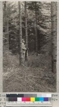 Fine planting of Norway Spruce on New Haven Water Company lands. Best trees pruned up. Some thinning for Christmas trees when small. Lantern Slide Made. September 1932. Metcalf