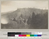 Forest types in Santa Cruz County. May 1930. M. T. Tyrrell