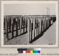 Fence post test plot on University Farm at Davis, showing arrangement of cold soak treated posts. June 1950. Grah