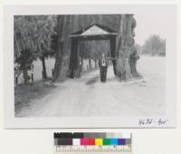 Big cedar stump beside the highway near Arlington, Washington. Now set up on a concrete base. Metcalf. September 1952