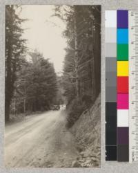 Road through redwood second-growth along the Navarro River in Dimmock Park. March, 1925