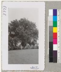 A beautiful English oak, Quercus robur, on lawn at Huntington Gardens, San Marino, California. May 1952