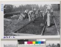 Scotts Valley 4-H Club digging and raking seedbed at Inst. of Forest Genetics. May 1951. Metcalf