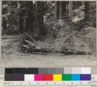 Yew (Taxus brevifolia) broken off winter of 1931-32 by snow or wind. Completely rotted through. Note sprouts arising from stump at left side. 19'' diameter breast height 50'' high. E.F. July 10, 1932