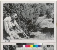 A Douglas fir Christmas tree was cut from this stump in Dec. '50. Since then the branches in the lower whorl have turned upward and are ready for pruning to relieve competition. R. Isle points to stump which has completely heeled over. Trees in the background are from "turn-up" branches. Treehaven. Sept. 1951. Metcalf