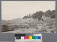 Bishop Pines encroaching slightly on the grassland on top of Mt. Vision ridge. Their extension here controlled by the wind. Point Reyes Peninsula, Sept. 1921