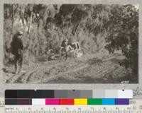 Holt 30 tractor and 30" subsoil plow root pruning a tamarisk windbreak on Scott Ranch, Melloland, Imperial County. All roots here were found within 36" of top of ground at 12 feet from trees. Note thickening of foliage resulting from cutting branches. Trees four years old