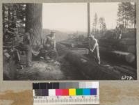 A Dow chain saw bucking logs on the landing. Diamond Match Company. Yarding is done in full tree lengths up hill by donkey and high lead in background. October 1937. Metcalf