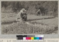 1-0 Counter pine seed beds at Grizzly Flat nursery of Los Angeles Forestry Department. October, 1926. Metcalf