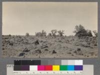 Scab grazing land. Carrying capacity 25 head cows for winter months. N.E. Red Bluff, California. T.27 N. R.3 W. Mt. Diablo Meridian, Sec. 3