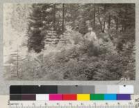 Two small Sequoias surrounded by white fir reproduction above the new highway near Plot 1, Whitaker's Forest. July, 1926