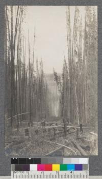 Looking east across American Creek Watershed, along international boundary line. Note tall slender Lodgepole and Spruce timber. Elevation 5000'. Also that fire of 1910 has not cleaned up the debris piled in boundary 3 years before. Canada at left, Montana at right. Metcalf