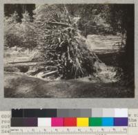 Redwood, windfall. Tree #1692. View of root system after earth was removed. Only the outer ring of roots was living at the time of fall. See also 6897-6910. July 1, 1941. E.F