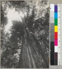 Redwood struck by lightning. Armstrong Woods near Guerneville, California. The two "white" lines are sapwood, the dark line between them is heartwood. Scar reached from top to base. Tree is 82" diameter at breast height. Scar is from 12" to 24" wide and over 2" deep at center. Pieces of wood and bark thrown 200 feet away. See also #6501. 6-3-38. E.F