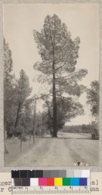 Digger Pine (Pinus Sabiniana) veterans near Cottonwood Creek, Tehama County