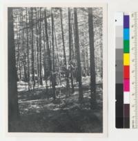 Redwood. Gould Grove. Redwood Highway, east side, at and just north of Highway Comm. Station and in area developed by State Parks at Burlington near Weott for picnicking. An early light cutting followed by heavy seedling reproduction from sapling size to small poles. 8-29-43, E.F