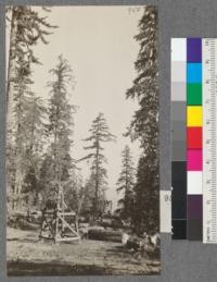 Top of mature Sugar Pine trees, heavily laden with cones. Near summit of Spanish Peak Lumber Company's tramway. Plumas County, California. August, 1920. E.F