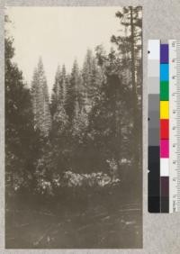 White fir sample plot, north fork of the Tuolumne River #4, showing the tops of the trees in this plot from a distance. This plot is about 60 years old, fully stocked, on a good site, and giving heavy yield. June, 1925