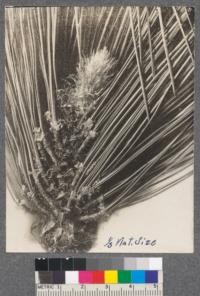 Series A. 12 and 11. Pinus paulustris. Long leaf pine. 1919