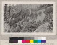 Number 161058 Forest Service. Union Lumber Company. Four year old cutting - redwood land