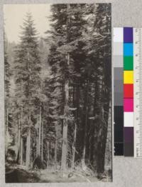 Young stand of white fir on the Stanislaus National Forest near the north fork of the Tuolomne River, on the road from Long Barn to Hulls Meadows. E. Fritz, June, 1925