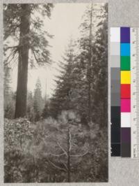 Reproduction on the cut-over lands of the Michigan-California Lumber Company. The large tree to the left is White fir. This picture shows some of the advance growth and old growth left during the logging operations, only Sugar pine and Yellow pine over 18" in diameter being desired. E. Fritz, May, 1925