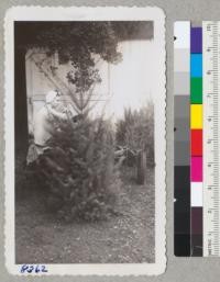 Margaret Black of Tree Haven Plantation near Calistoga displays a fine Douglas fir Christmas tree six years old. December 1945