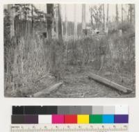 Redwood natural reproduction, 10% survival after 1936 drought. 2/25/37. Weeds are dried Erechtites. E.F