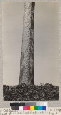 Camp Califorest. The trunk of a large western yellow pine tree standing in the brush fields near the junction of the Bear Creek road and the cattle drive. Note the character of the plates and the outward evidence that the tree is making extremely little diameter growth. The top of this tree is shown in photo 5163. E.F. July 1931