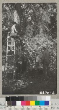 Making initial saw cuts to remove cork from one of the cork oaks at the McGill Ranch near the stream