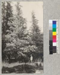 Cedrus atlantica glauca, Stockdale Country Club, Bakersfield. May, 1927. Metcalf