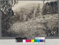 Band of sheep grazing among the plantations in Telegraph Canyon, Berkeley Hills. The feed in spring of 1919 was very fine due to abundant winter rains