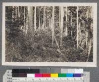 A portion of logging slashing left after logging with horses and skid roads. Note that all the hemlock has been left. Here and there you will see the high stumps of the Douglas fir