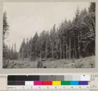 North Fork of Elk River. Along new railroad of Dolbeer & Carson Lumber Company. 50 year old young growth redwood and Douglas fir. May 31, 1934. E. F