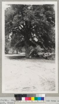 4/19/41. Phoenix, Arizona. Big cork oak tree on Pinal Ranch, Miami, Arizona. B. E. Tade, Phoenix