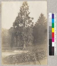 Sequoia gigantea - University Grounds, Berkeley. Tree cut in 1923 for construction of Haviland Hall. 1909