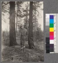 Use of F.S. [Forest Service] hypsometer (Dunning, University of California, 1915)