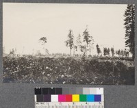 Scattered timber in heavy brush fields--result of fire near Bear Creek ranger station, Plumas National Forest