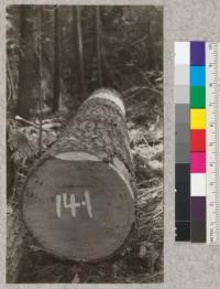 Second Growth Redwood Cutting Experiment, Project #688. Freshwater Creek, Humboldt County, California. Douglas fir tree #14. Note Pitch pockets as in old growth; also large percent of late in the rings. Diameter at breast height 25.5", Height-137'; six 16' logs; age (stump) 54 years; scale: 1260' International 1000' Spaulding. E. Fritz, June 1923